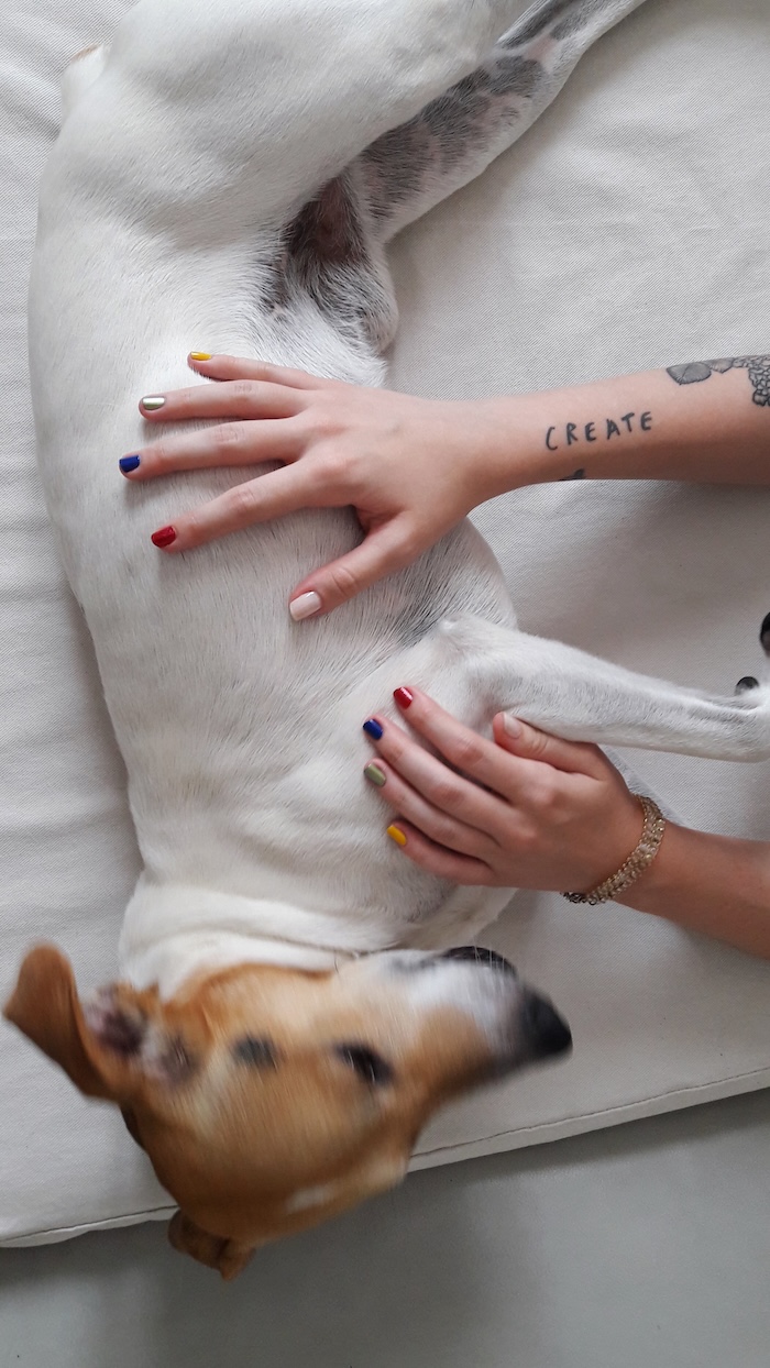 cropped-hand-woman-dog-bed.jpg
